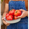 Burpee 'Celebrity' Hybrid Red Tomato Slicer 35 Non-GMO Seeds for