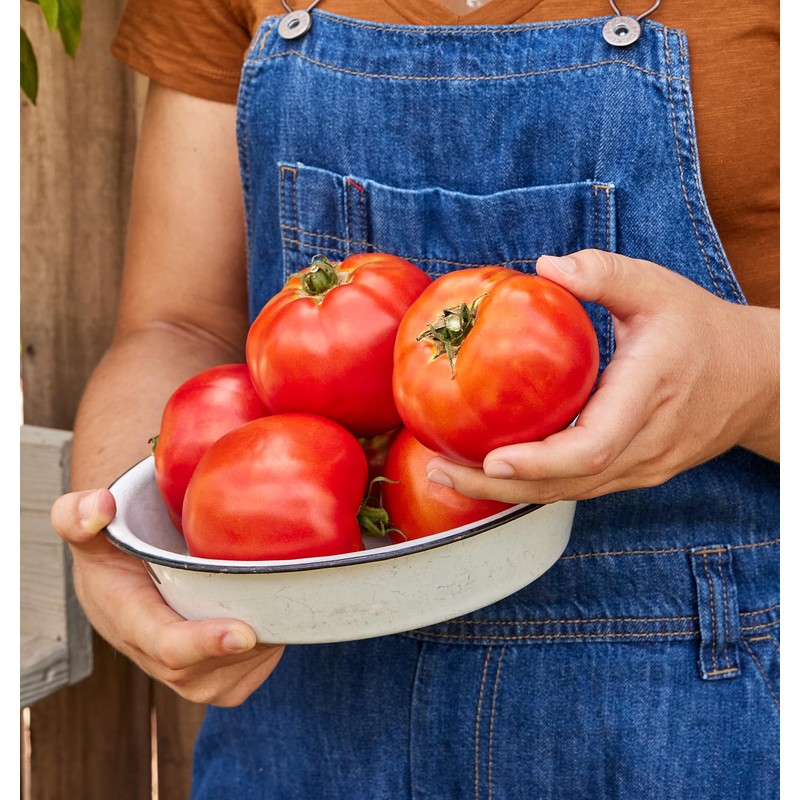 Burpee 'Celebrity' Hybrid Red Tomato Slicer 35 Non-GMO Seeds for