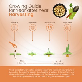 Onion Sets Radar 500 Grams – Long Standing Favourite for Autumn Sown Onions – Perennial Reliable Top Performer – Mild Flavour & Excellent Storage - Ready to Plant