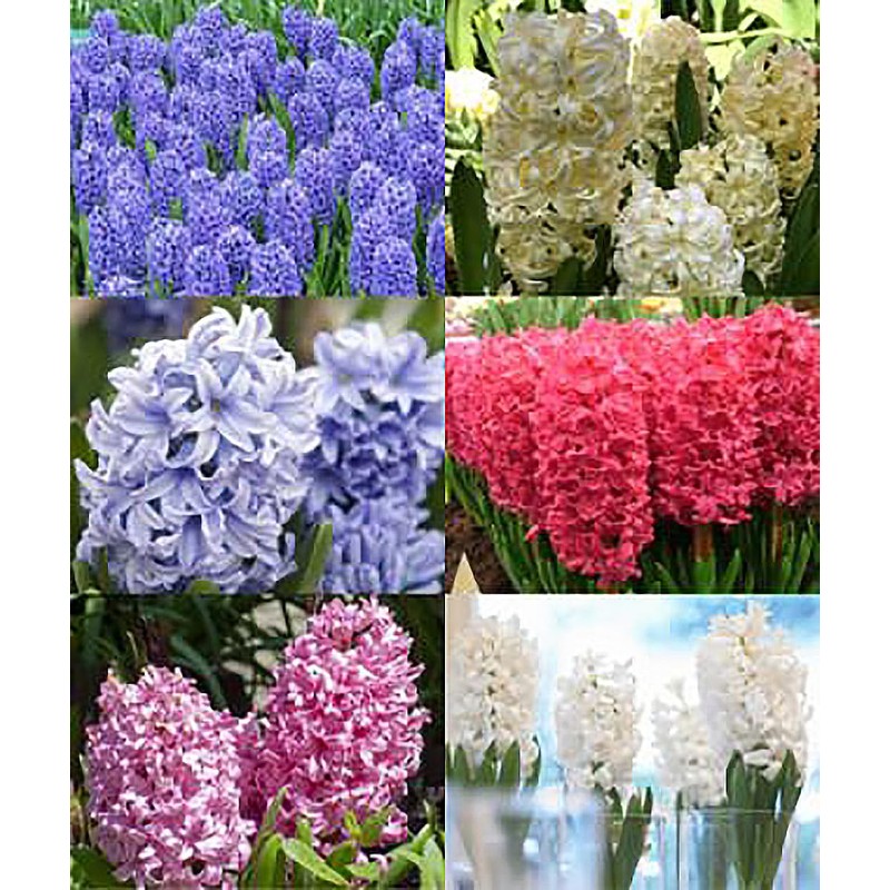 5 Aqua Hyacinth Bulbs