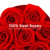 Beaulasting Long Lasting Preserved Roses in a Box Last a
