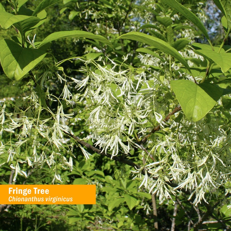 Herb Pharm Fringe Tree Liquid Extract for Digestive System Support