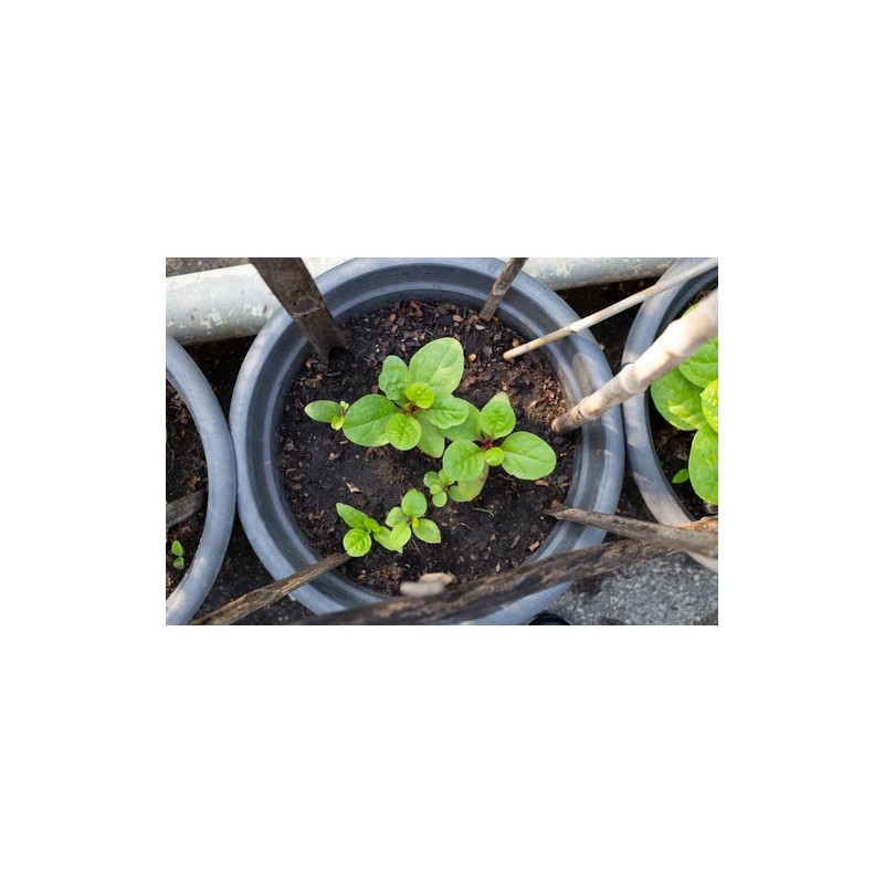 Does Not Apply Red Stem Malabar Spinach Seeds Basella alba