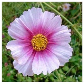 1000 Day Dream Cosmos Seeds - Pink Cosmos with Darker Center - Long Blooming Period in All Zones - 4 Feet Tall and Beautiful