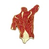 Pinsanity Back Torso Muscle Anatomy Enamel Lapel Pin