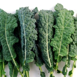 Kale Lacinato (AKA Dinosaur or Tuscan) Great Heirloom Vegetable 30,000 Seeds