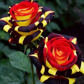 Nygardenia 20pcs Rare Rose 'Firebird' Seeds - Non-GMO Heirloom Variety