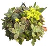 Topiary Art Works Sphagnum Moss Kokedama Ball Hanging - 10"