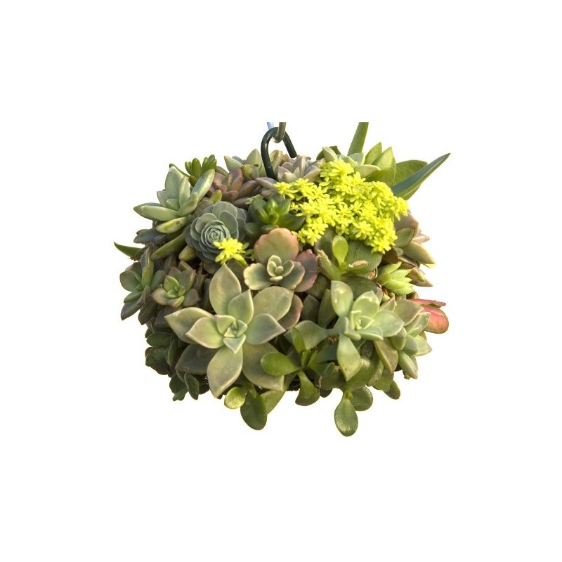 Topiary Art Works Sphagnum Moss Kokedama Ball Hanging - 10"