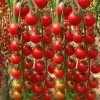 Nygardenia 200pcs Waterfall Tomato Seeds - Heirloom, Non-GMO, High-Yield Variety.