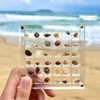 SSKHE 36 Grids Acrylic Magnetic Seashell Display Box, Clear Mini