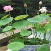 CZ GRAIN Bonsai Water Lily Seeds - 10 Seeds -