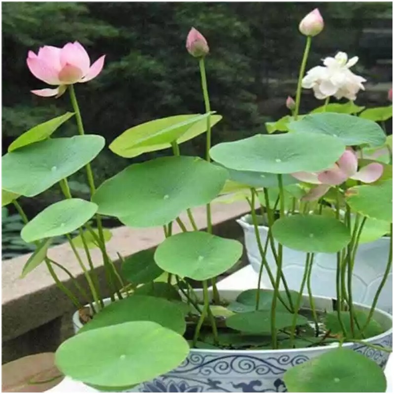 CZ GRAIN Bonsai Water Lily Seeds - 10 Seeds -