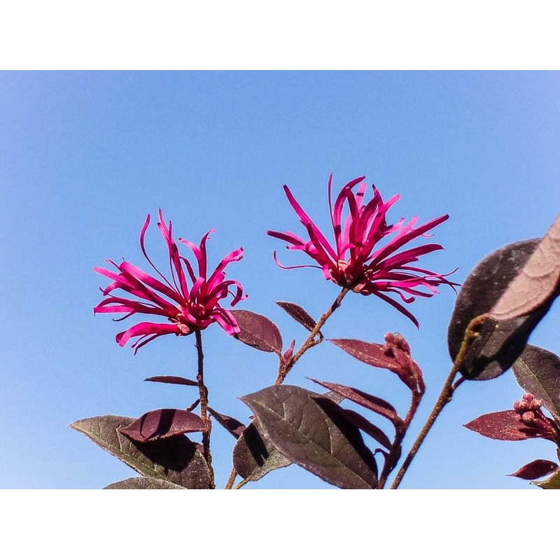 Zhuzhou LOROPETALUM - Size: 3 Gallon, Live Plant, Includes Special