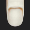ST Model Hand Right Hand (JNEC 1st Certified Model Hand)