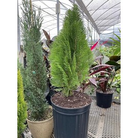 Blue Cone Arborvitae | Thuja Orientalis Cypress Evergreen Live Garden Plant | Air Purifying, Low Maintenance Tree with Blue-Green Foliage for Hedges and Landscapes (1gal Pot, 2-3ft)