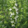 Outsidepride 500 Seeds Perennial White Hyssop Herb Garden Seeds for