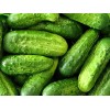 TomorrowSeeds 50 Wisconsin SMR58 Pickling Cucumber Seeds | Organic Vegetable