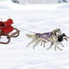 Folpus Dog Mushing Harness, Dog Pull Harness, Bikejoring, Professional Speed