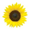 Burpee Jua Maya Hybrid Sunflower Seeds 45 seeds