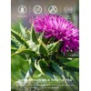 TeeLux Milk Thistle Tea Bags, Natural Milk Thistle Seed Tea,