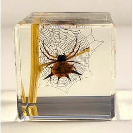 40mm Real Spiny Spider on Web Decor in Crystal Clear Lucite Resin Diorama Paperweight Specimen Preserved Insect Taxidermy Collection for Biology Science Education & Desk Ornament Display Supplies