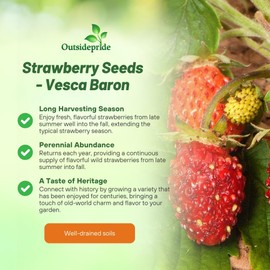 Outsidepride Perennial Strawberry Vesca Baron Low Growing Fruit Plants - 10000 Seeds
