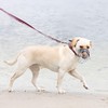Chopo Wire Muzzle for Dog Comfort and Safety in Perfect