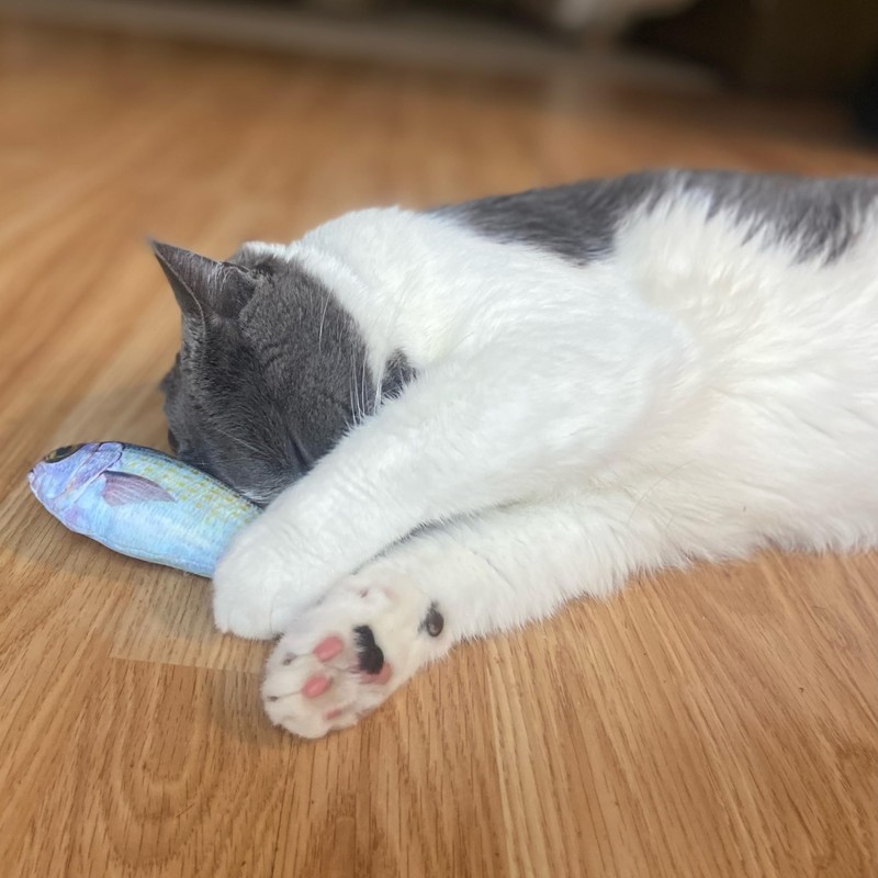 SPOT Fanatic Fish - Plush Cat Toy with Catnip and