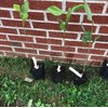 Shrub 2 Chicago Lustre Viburnum Shrubs - 10-18" Tall Seedlings,
