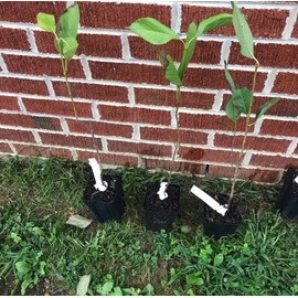 Shrub 2 Chicago Lustre Viburnum Shrubs - 10-18" Tall Seedlings, 2.5" Pot - Live Plants