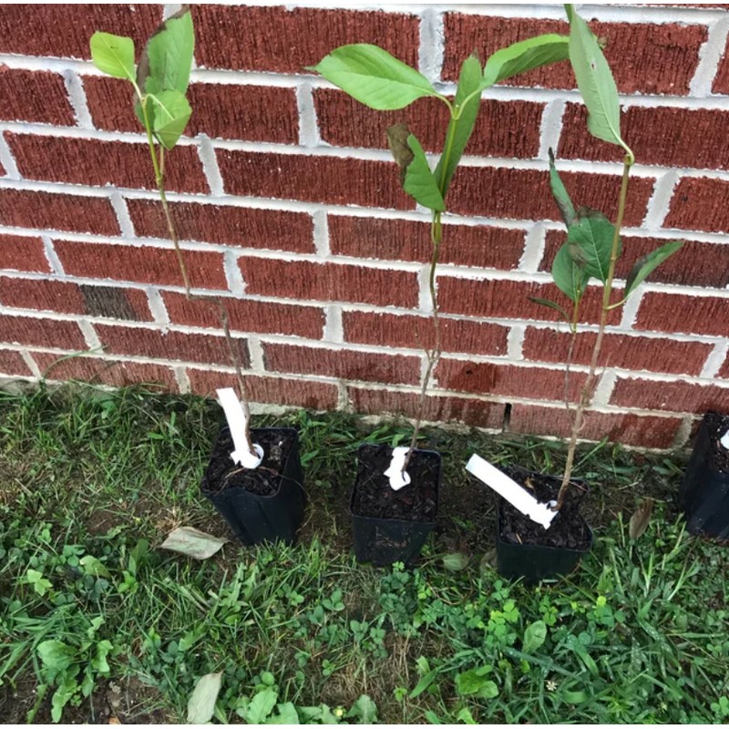 Shrub 2 Chicago Lustre Viburnum Shrubs - 10-18" Tall Seedlings,