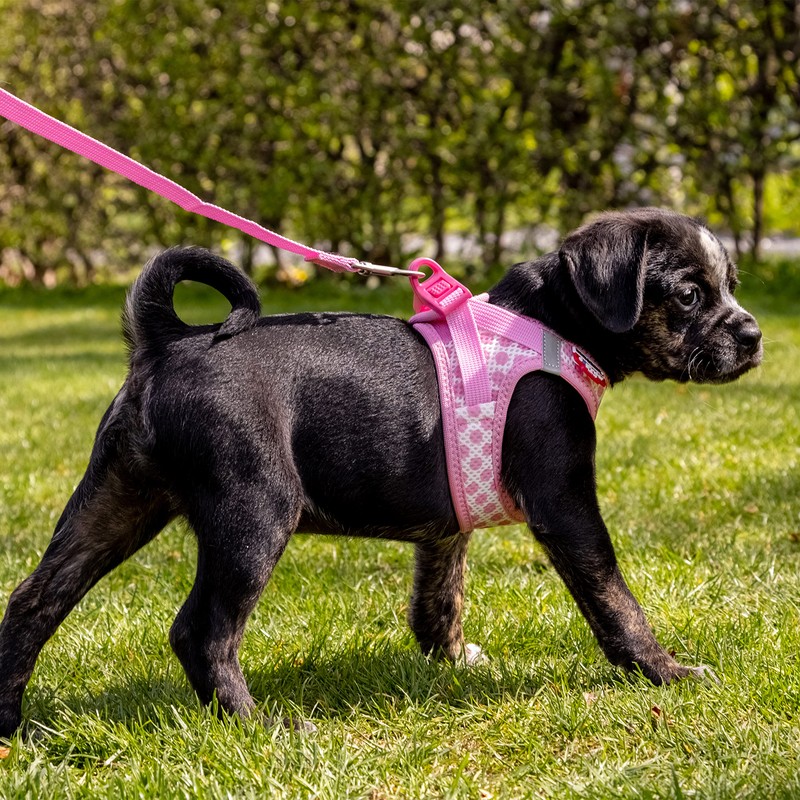 Vest Harness Curli Clasp Air Mesh Pink-Circles M & Leash