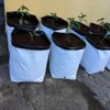 VIVOSUN 50-Pack 5 Gallon Grow Bags for Plants, Black-and-White Thick