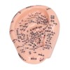 6.7in Ear Acupuncture Model Silicone Engraving Ear Massage Acupuncture Model
