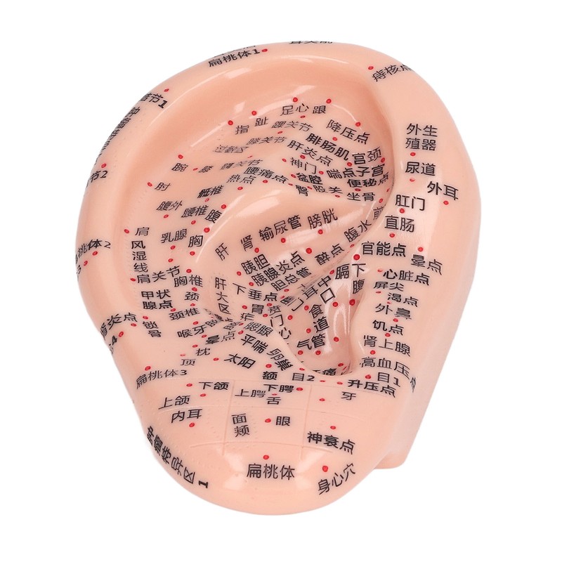 6.7in Ear Acupuncture Model Silicone Engraving Ear Massage Acupuncture Model