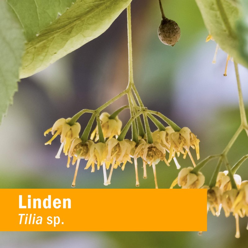 Herb Pharm Linden Liquid Extract for Cardiovascular and Circulatory Support