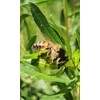 Uniflora Propolight30 Throat Spray – Brazilian Bee Propolis with Mint