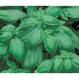 Basil Italian Large Leaf Great Garden Herb by Seed Kingdom 1,200 Seeds
