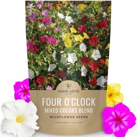 Four O'Clock Mixed Colors Blend - Bulk 1/4 Pound Pouch - 1,250 Flower Seeds for Planting - Mirabilis Jalapa
