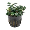 SubstrateSource Live Plants - Bucephalandra Brownie Phoenix - Low Light, Dark Green to Red Accent for Foreground to Midground Freshwater Aquarium Aquascaping - Pot
