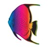 Tropical Fish Colorful - 12" Vinyl Sticker Waterproof Decal