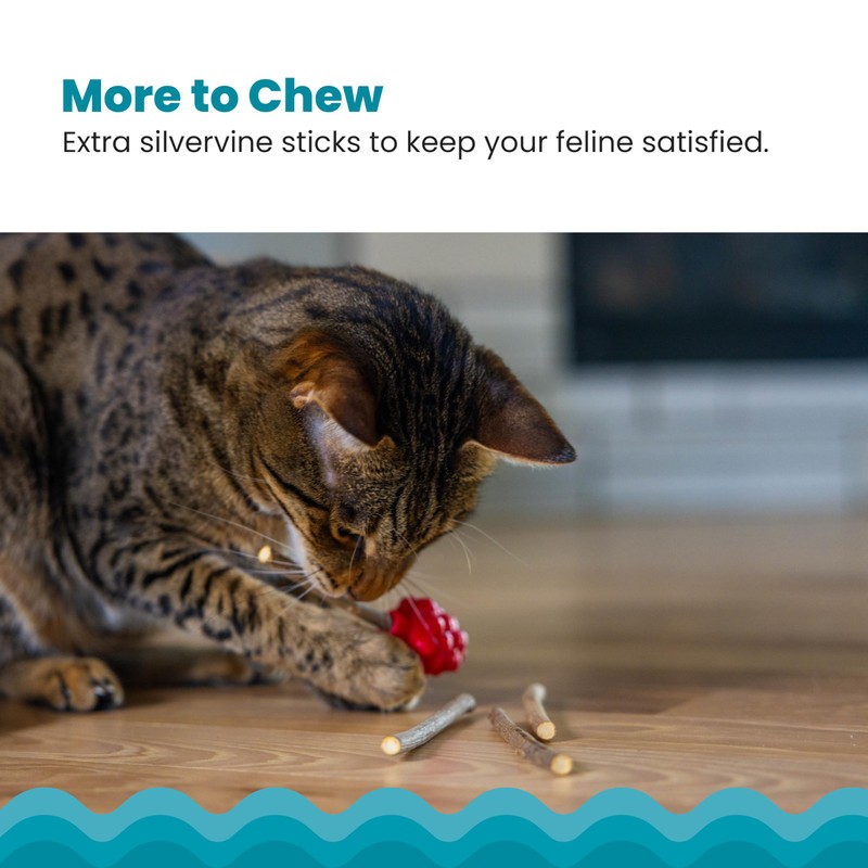 Catstages Dental Raspberry Teether with 4 Silvervine Sticks Included, Cat