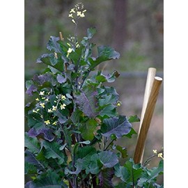 50 Seeds of Perennial Purple Tree Collards - Sweet, Nutritious and Resilient Perennial Brassica!