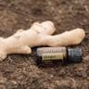 doTERRA - Ginger Essential Oil - 15 mL