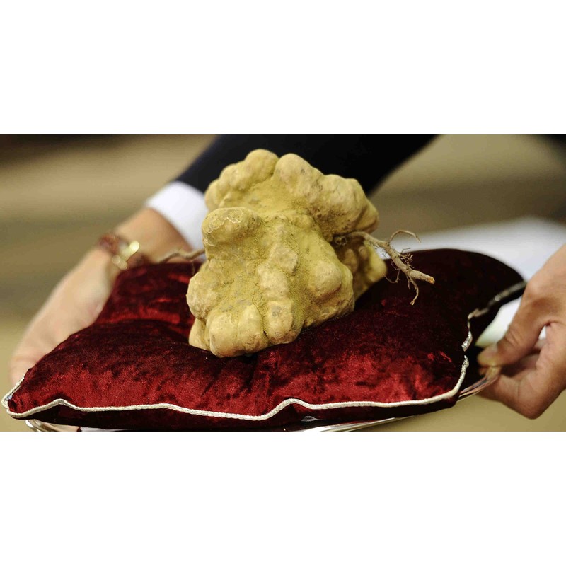 RAISE ME UP: White Truffle Mushrooms Spores (Tuber magnatum) Non