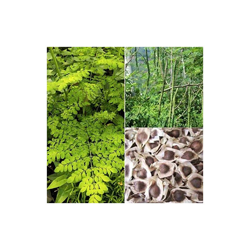 30 Organic Moringa Oleifera Drumstick Seeds Non-GMO for Sprouting, Planting,