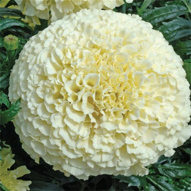 zellajake Rare Flower Seeds 200 Kilimanjaro White African Marigold Flower