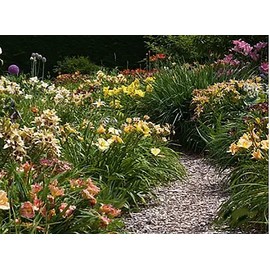 Pink Daylily - Bare Root Plant, Hardy Perennial for Zone 4, Delicate Pink Blooms, Low Maintenance, Ideal for Full Sun or Partial Shade, Perfect for Garden Borders & Landscapes