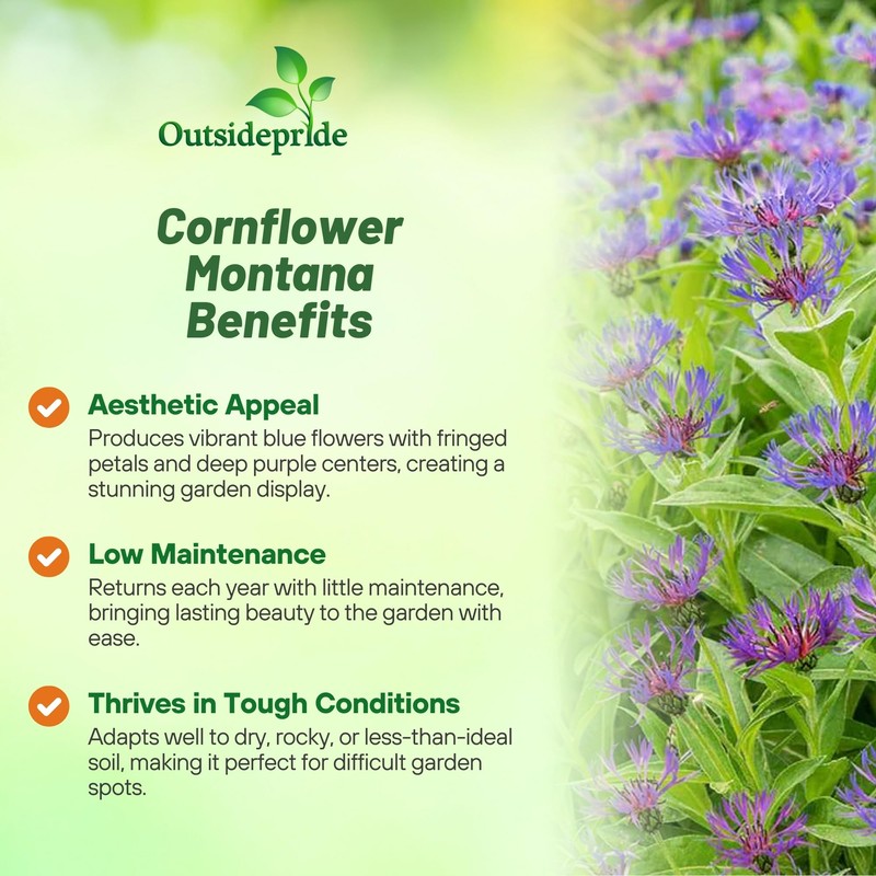 Outsidepride Montana Blue Cornflower Seeds for Planting - 1000 Pcs.
